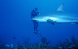 Reef shark Jardins de la Reina by Keith Partlo 